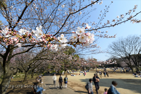 撮影例・咲き始めの桜